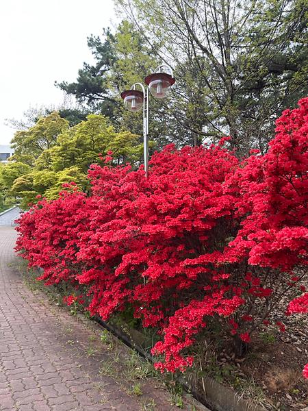 전주대학교 4월 꽃 